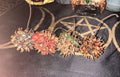 Witches Burr Set