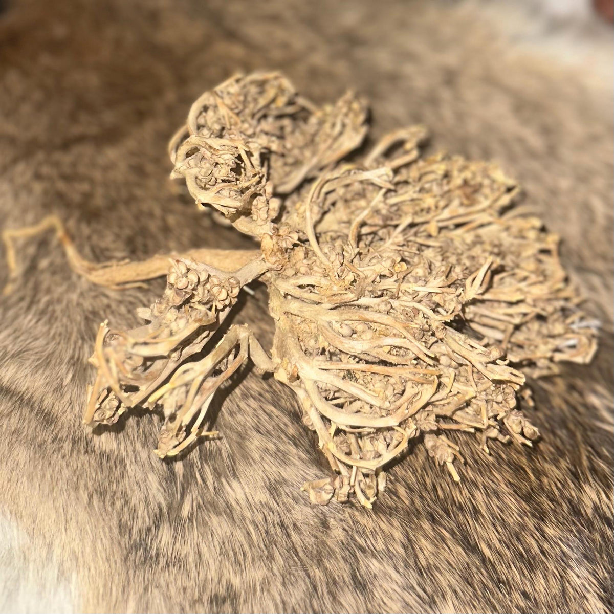REAL Rose of Jericho Spell Oil